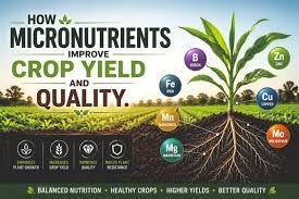 micronutrients for plants
