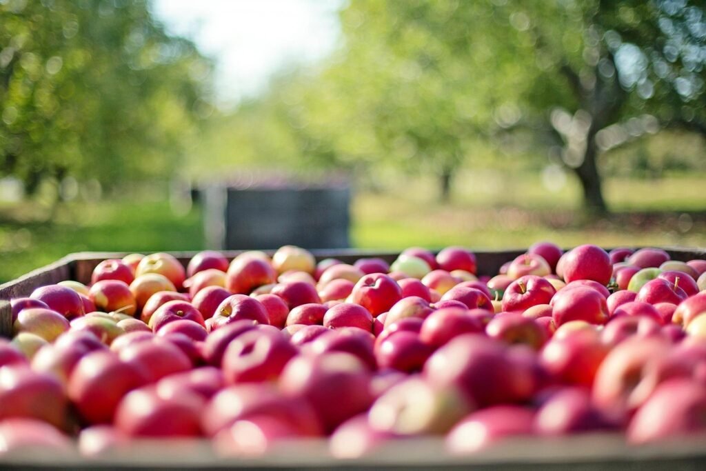 Fresh apples