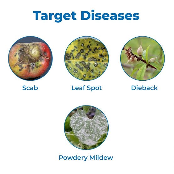 fungicides for plants